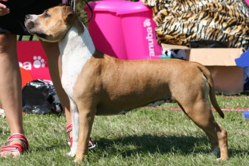 American Staffordshire Terrier Parastone'S Because Its Me (Chili) - Chili - Helsingör'11