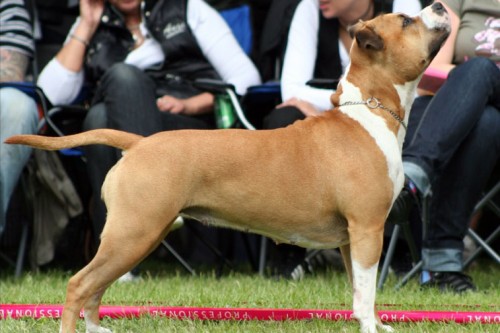 American Staffordshire Terrier Parastone'S Because Its Me (Chili) - Håssleholm'12