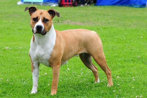 American Staffordshire Terrier Parastone'S Because Its Me (Chili) - Brno 1'12