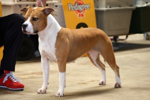 American Staffordshire Terrier Parastone'S Designed With Love (Lilly) - Lingen'14