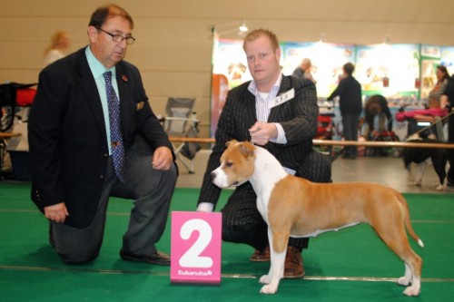 American Staffordshire Terrier Parastone'S Designed With Love (Lilly) - Maastricht'12