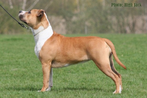 American Staffordshire Terrier Parastone'S Because Its Me (Chili) - Eskilstuna'11