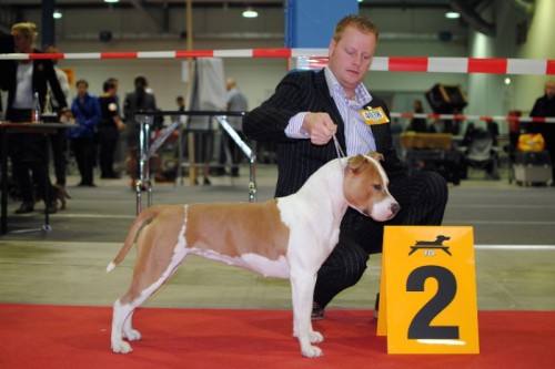 American Staffordshire Terrier Parastone'S Being A Jetsetter (Djennie) - Luxemburg'11