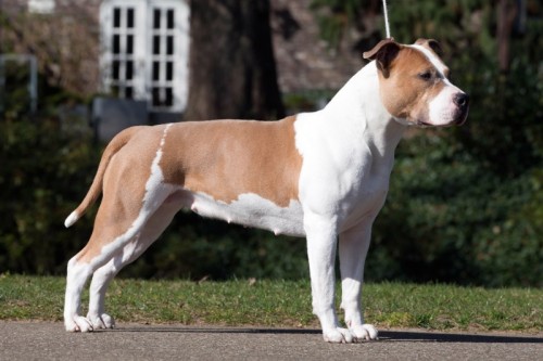 American Staffordshire Terrier Parastone'S Being A Jetsetter (Djennie) - MAG test'13