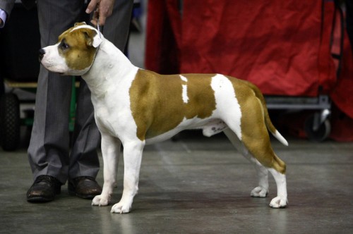 American Staffordshire Terrier Parastone'S Jimmy Junior (J.J.) - Antwerpen'10
