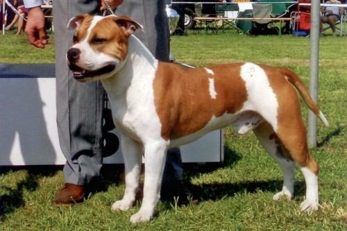 American Staffordshire Terrier Parastone'S Jimmy Junior (J.J.) - Hulten'10