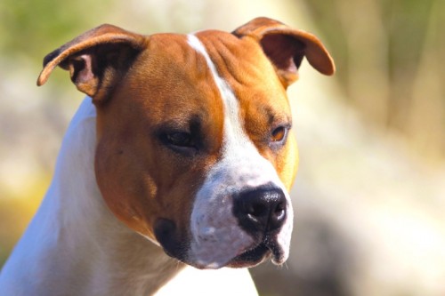 American Staffordshire Terrier Parastone'S Big Red Gum (Dodge)
