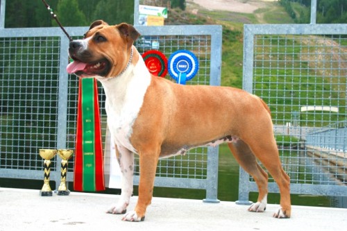American Staffordshire Terrier Parastone'S Because Its Me (Chili) - Austrian Bundessieger'15