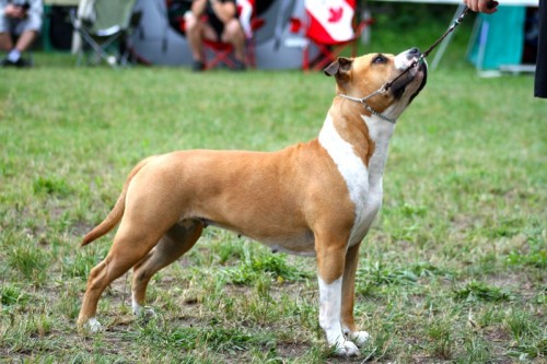 American Staffordshire Terrier Parastone'S Because Its Me (Chili) - Int. Nürenberg'16