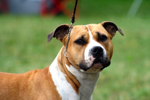 American Staffordshire Terrier Parastone'S Because Its Me (Chili) - Nat. Nürenberg'16