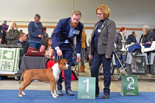 American Staffordshire Terrier Parastone'S Not For Sale (Jackson) - NAT Kassel'18