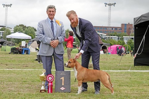 American Staffordshire Terrier Parastone'S Whoop De Doo (Diva) - German Winner Neuss '22