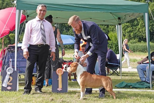 American Staffordshire Terrier Parastone'S Its Me (Loki) - Siegershow Neuss '22