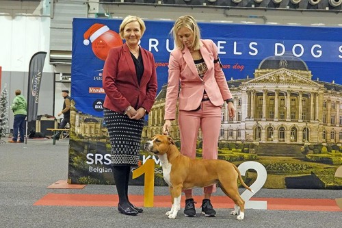 American Staffordshire Terrier Parastone'S Whoopi De Doo (Diva) - 123th Brussel'22