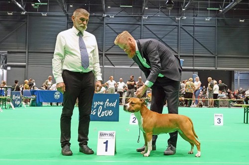 American Staffordshire Terrier JCh Parastone'S Whoop De Doo (Diva) - Maastricht '23