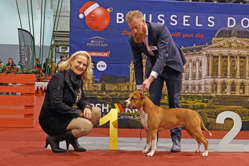 American Staffordshire Terrier Ch Parastone'S Whoop De Doo (Diva) - Brussel '23